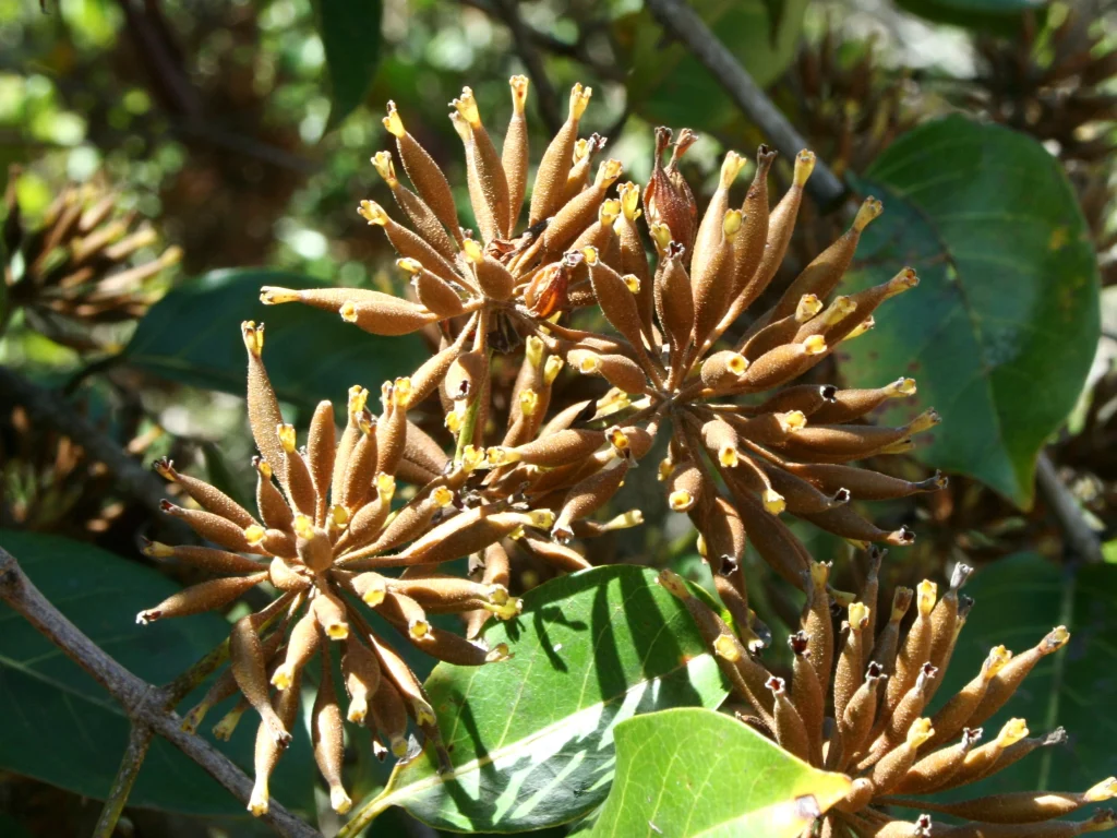 Uncaria guianensis fungilinege არქივი