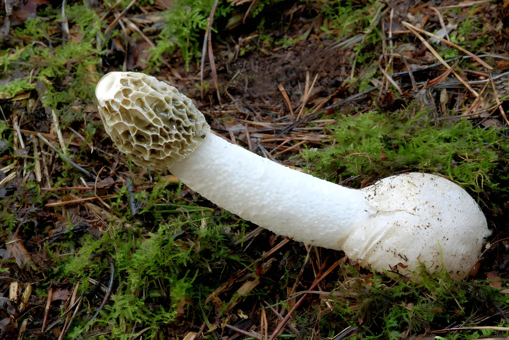 phallus impudicus fungilinege არქივი