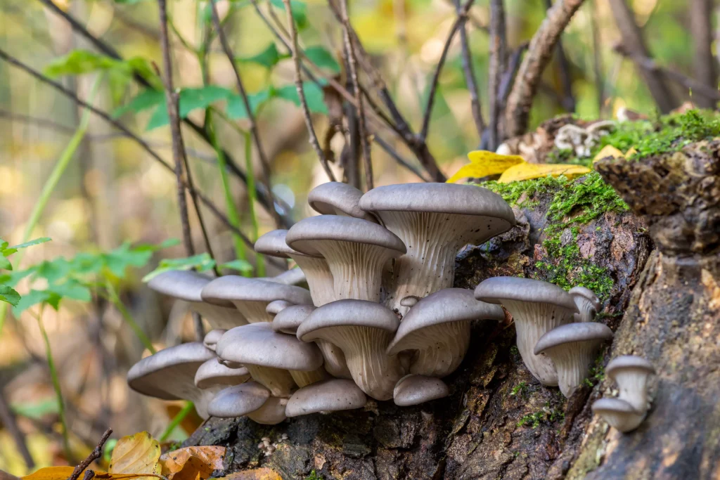 Pleurotus ostreatus არქივი fungiline.ge