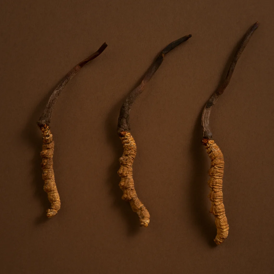 ველური კორდიცეფსი - Ophiocordyceps sinensis