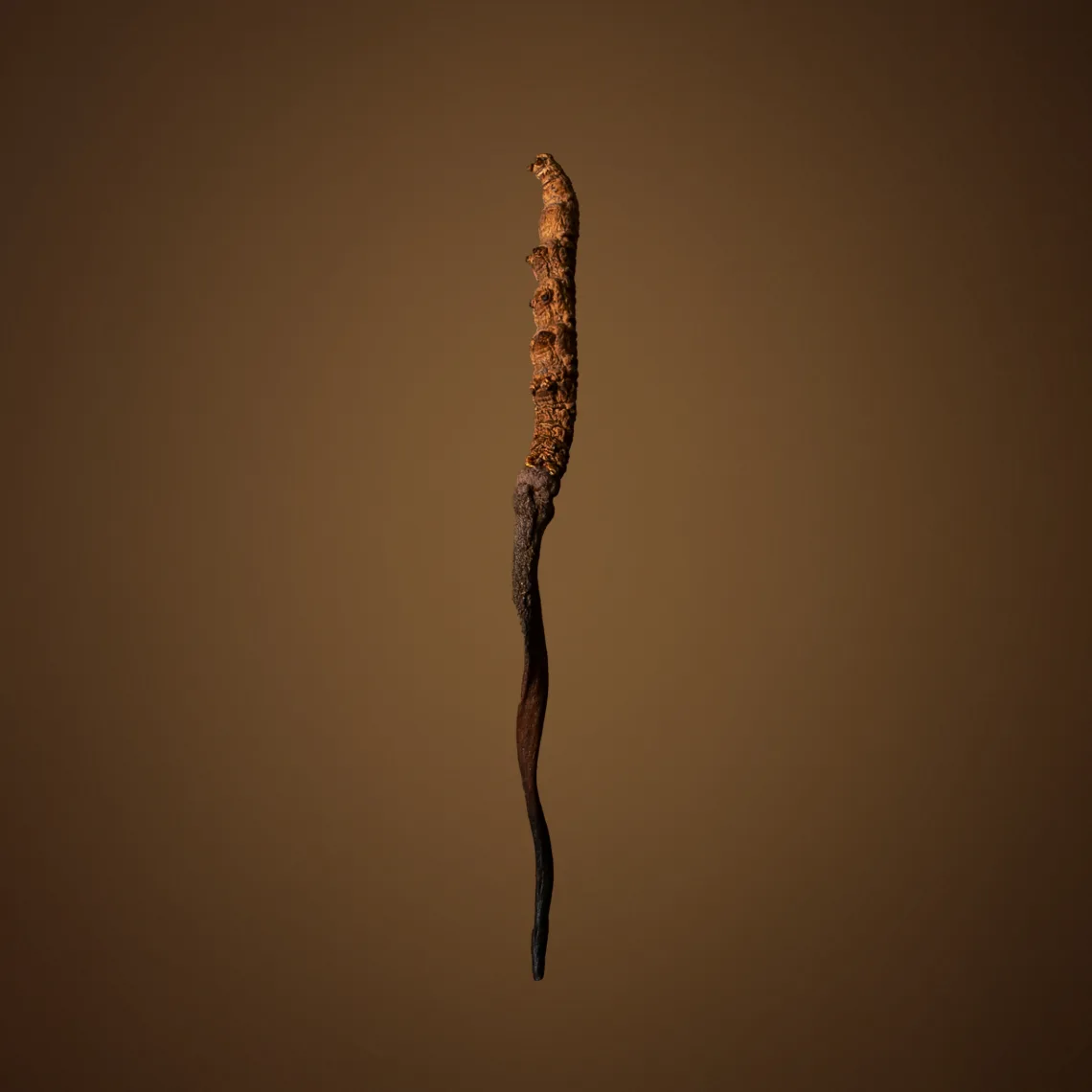 ველური კორდიცეფსი - Ophiocordyceps sinensis